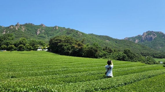 월출산을 바라보며 사진 촬영하기© 뉴스1