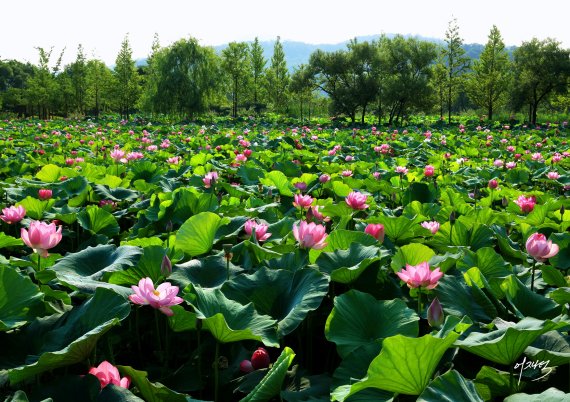 세미원의 연꽃 © 뉴스1