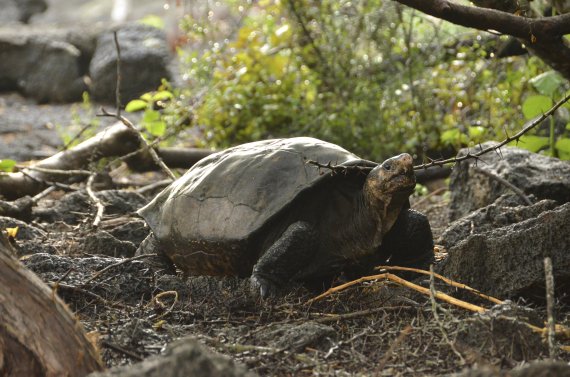 【갈라파고스 국립공원( 에콰도르) = AP/뉴시스】 에콰도르의 갈라파고스 국립공원이 발견한 멸종위기 큰 거북. 이 거북은 20일 100여년만에 다시 조사단에 의해 발견되었다. 2019.02.21