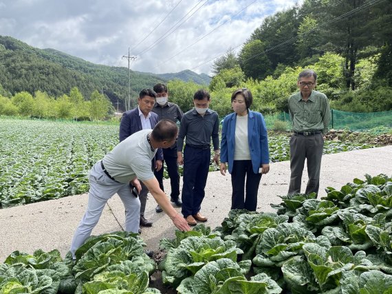 한국농수산식품유통공사 배옥병 수급이사(우측 2번째)가 강원지역 수매비축 배추 산지 현장을 점검하고 있다.© 뉴스1