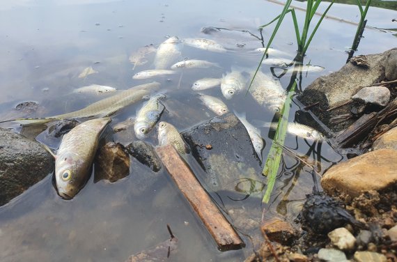 포항 마장지 물고기 수백마리 떼죽음…가뭄으로 수질 악화