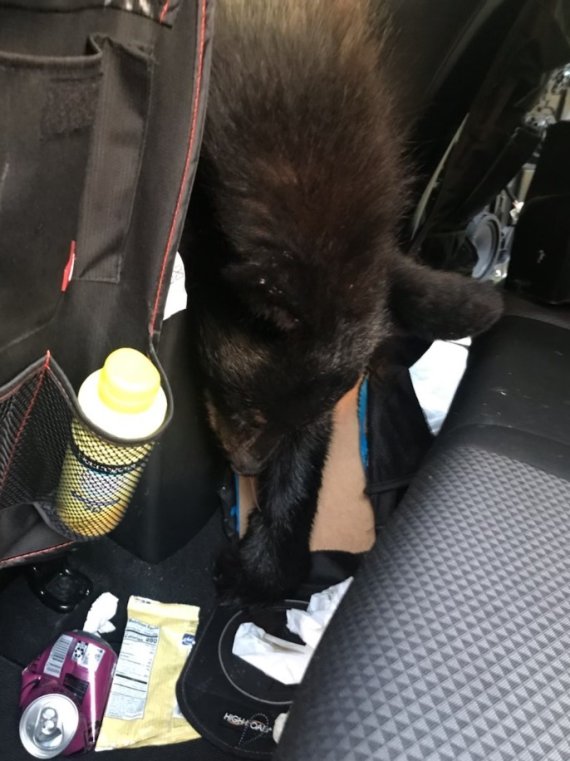 폭염 속 차안에 질식시한 흑곰. 테네시주 야생동물 관리부 공식 페이스북 갈무리 © 뉴스1