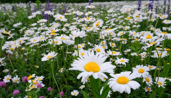 활짝 핀 샤스타데이지© 뉴스1