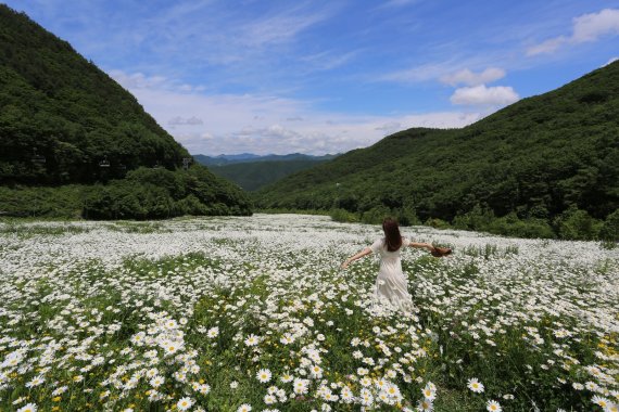 샤스타데이지 페스티벌(하이원리조트 제공)© 뉴스1