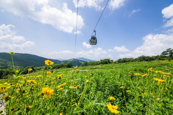 스카이1340 관광곤돌라(하이원리조트 제공)© 뉴스1