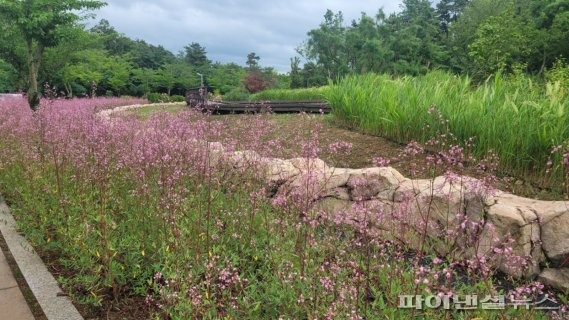 안산 선감도 소재 경기도립 바다향기수목원 개정향풀 만개. 사진제공=경기북부청