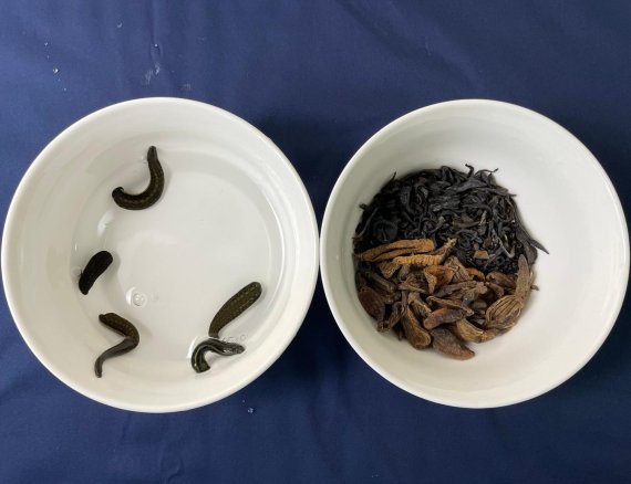 살아있는 의료용 거머리(왼쪽)와 약재로 사용하는 말린 거머리 수질(水蛭)