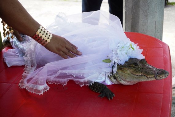 7살 악어와 결혼한 멕시코 시장, 무슨 일인지 알고보니
