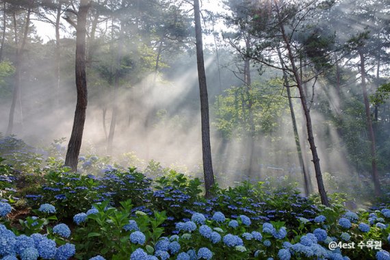 4est 수목원의 수국. (사진=전남 해남군·한국관광공사 '대한민국 구석구석) photo@newsis.com *재판매 및 DB 금지