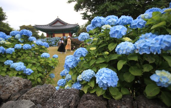 [서귀포=뉴시스] 우장호 기자 = 비교적 맑은 날씨를 보이는 지난달 12일 오전 제주 도내 대표적인 수국 명소인 서귀포시 온평리 혼인지에 나들이객이 찾아와 즐거운 시간을 보내고 있다. 2022.06.12. woo1223@newsis.com