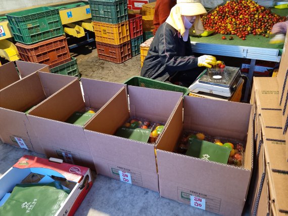고객들에게 배송되는 정직한 농장의 방울토마토(이규호 대표 제공) © 뉴스1