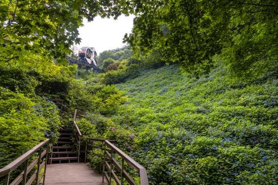 화담숲 수국원을 가득 채운 푸른 빛깔의 산수국 군락 /사진=화담숲