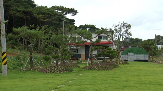 무안부군수가 밭을 구입해 지은 농막. 잔디와 소나무를 팔 목적으로 심었다고 주장하고 있다.(목포mbc 제공)2022.7.4/뉴스1
