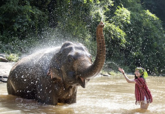 태국 치앙마이 '코끼리와의 하루' 일정 중 강에서 물놀이하는 모습(하나투어 제공)© 뉴스1