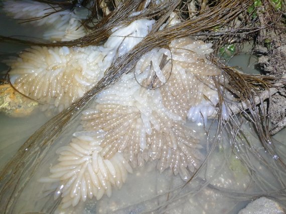 변산반도 해안에서 확인된 끈말 군락지 내 무늬오징어 알(변산반도 국립공원 제공)© 뉴스1