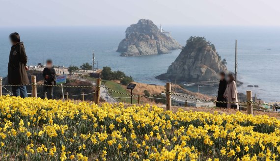 지난 3월 부산 남구 오륙도해맞이공원을 찾은 시민들이 활짝 핀 수선화와 푸른 바다를 둘러보고 있다. 뉴시스