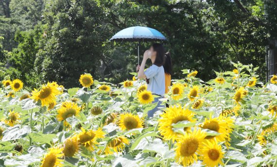 제주시 애월읍 항파두리 항몽유적지 내 해바라기 밭에서 관광객들이 여름 정취를 즐기고 있다. 2021.7.15/뉴스1 © News1 오현지 기자