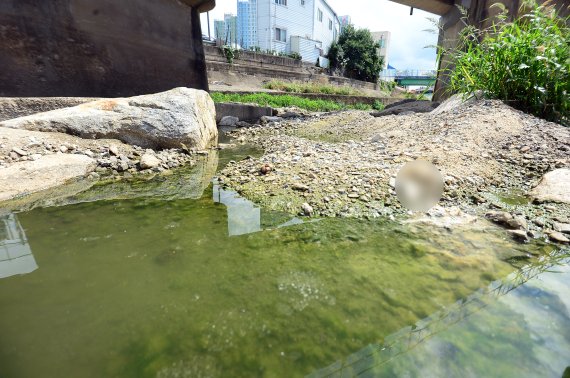 4일 오전 광주 북구 신안동 신안교 인근 서방천에 하천수가 고여있다. 지난달 30일 해당 하천에서는 서식 중인 물고기 300여마리가 집단폐사, 관할 자치구인 북구가 경위를 파악하고 있다. 2022.7.4/뉴스1 © News1 정다움 기자