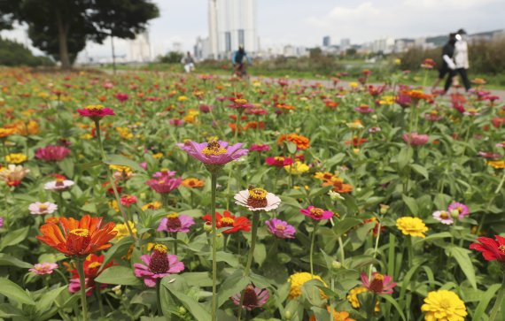 본격적인 여름의 시작인 소서를 이틀 앞둔 5일 울산 남구 태화강변에 여름꽃인 백일홍이 활짝 피어 있다. 2022.7.5/뉴스1 © News1 윤일지 기자