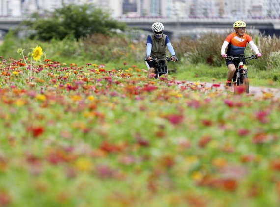 본격적인 여름의 시작인 소서를 이틀 앞둔 5일 울산 남구 태화강변에 활짝 핀 여름꽃 백일홍 뒤로 시민들이 자전거를 타고 있다. 2022.7.5/뉴스1 © News1 윤일지 기자