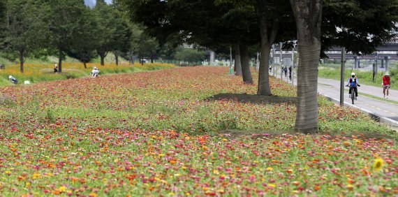 본격적인 여름의 시작인 소서를 이틀 앞둔 5일 울산 남구 태화강변에 여름꽃인 백일홍이 활짝 피어 있다. 2022.7.5/뉴스1 © News1 윤일지 기자