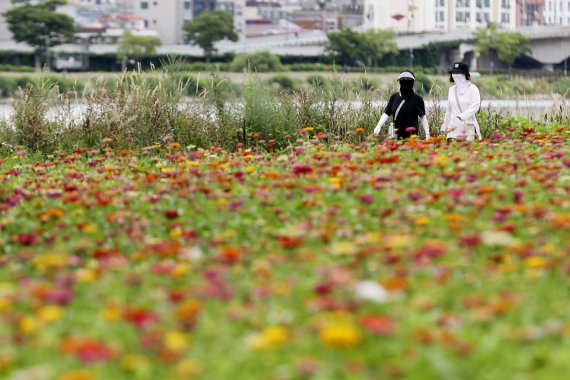 본격적인 여름의 시작인 소서를 이틀 앞둔 5일 울산 남구 태화강변에 활짝 핀 여름꽃 백일홍 뒤로 시민들이 산책을 하고 있다. 2022.7.5/뉴스1 © News1 윤일지 기자