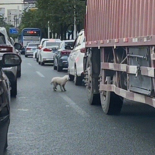 거대한 트럭의 움직임에 매우 놀라는 강아지. (웨이보 갈무리) © 뉴스1