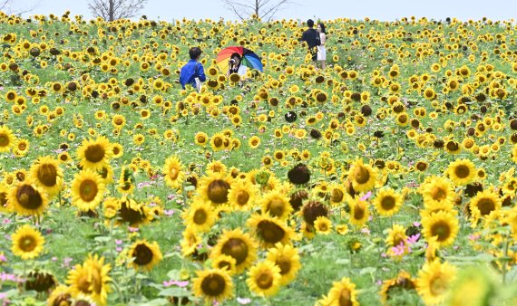 [안성=뉴시스] 김종택기자 = 장마가 소강상태를 보인 3일 경기도 안성시 안성팜랜드를 찾은 시민들이 활짝 핀 해바라기 꽃밭을 걸으며 추억을 남기고 있다. 2022.07.03. jtk@newsis.com