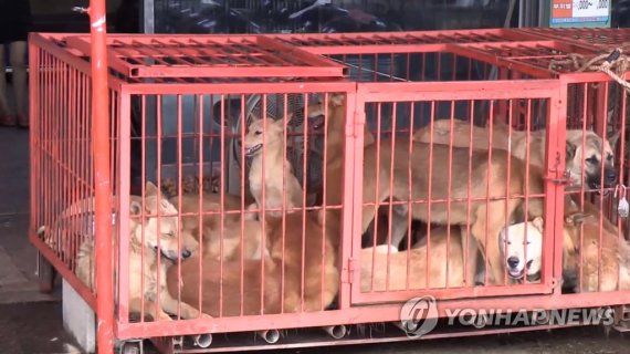 무허가로 운영된 동물보호소…'철거' 두고 1·2심 엇갈린 판단