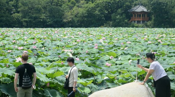 [전주=뉴시스] 김얼 기자 = 완연한 여름 날씨가 이어지고 있는 11일 전북 전주시 전주덕진공원에 연꽃이 피어나고 있다. 2022.07.11. pmkeul@newsis.com