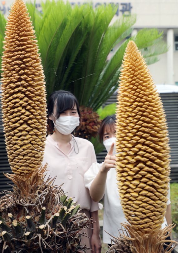 13일 오후 제주시 연동 제주관광공사 화단에 100년에 한번 피어 '행운의 꽃'이라고 불리는 소철꽃이 피어있다. 다만 전문가들은 기후가 온난하고 다른 지역에 비해 소철이 많이 식재된 제주에서는 소철꽃을 비교적 자주 볼 수 있다고 말한다.2022.7.13/뉴스1 © News1 오현지 기자