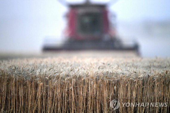 프랑스 밀 수확 모습 A French farmer harvest "Chevignon" a variety of bread wheat, in Illiers-Combray, center France, on July 13, 2022. (Photo by Jean-François MONIER / AFP)