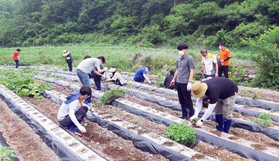 진천군이 디딤 씨앗 싹틔우기 사업 상반기 활동을 마무리했다. 사진은 초평면 행정복지센터 직원 일손봉사.(진천군 제공)© 뉴스1