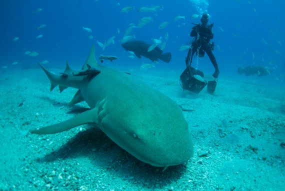 지난 5월 미국 플로리다주 인근 바다에서 찍힌 상어의 모습 © 로이터=뉴스1 © News1 이유진 기자