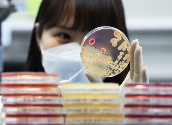 폭염과 장마 등으로 식중독 위험이 증가하고 있는 19일 경기도 수원시 권선구 경기도보건환경연구원에서 연구원들이 식중독균 배양분리작업 시연을 하고 있다. /연합뉴스