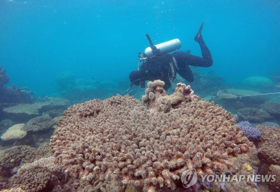 호주 대규모 산호초 지대 탈색 현상 epa05651553 A handout picture taken in November 2016 and made available by the Australian Research Council (ARC) Centre of Excellence for Coral Reef Studies on 29 November 2016 shows scientists assessing coral mortality on Zenith Reef following the bleaching event, Northern Great