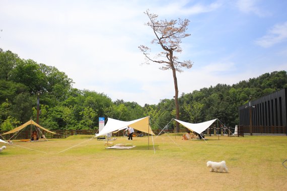 목줄을 풀고 놀 수 있는 춘천 강아지숲 동산