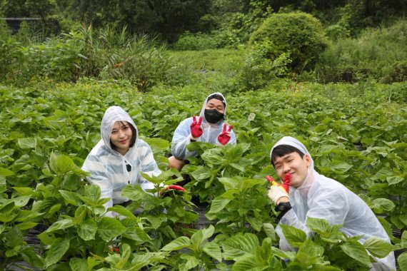 월드비전의 ‘꿈날개클럽 리더스’가 영월군에서 농촌봉사활동을 펼쳤다. /사진=월드비전