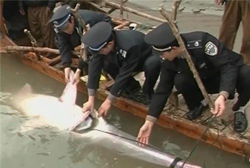 세계자연보전연맹, '중국의 보물' 주걱철갑상어 멸종 선언
