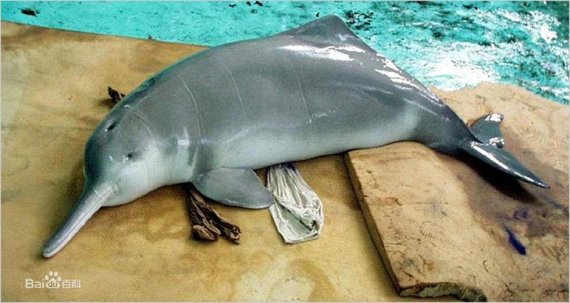 멸종 위기에 놓인 양쯔강 돌고래 [바이두 캡처. 재판매 및 DB 금지]
