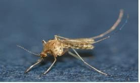 대구보건환경연구원은 지난 1일 동구 소재 우사에서 채집된 모기 중 빨간집모기에서 일본뇌염 바이러스 유전자가 검출, 주의를 당부했다. 사진은 작은빨간집모기. 사진=연합뉴스