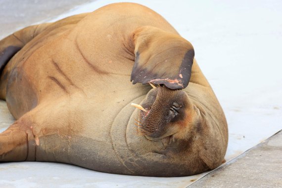 노르웨이 바다코끼리 '프레야' 관광객 많아진 탓에 '안락사'