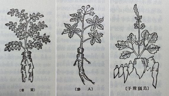 본초강목에 그려진 황기, 인삼, 부자(왼쪽부터)