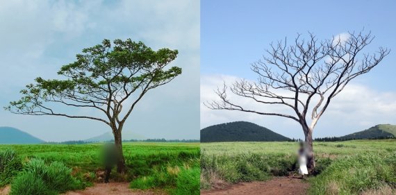 2020년 8월 녹음이 짙은 나홀로나무(왼쪽·독자제공)와 27일 말라 죽어가고 있는 나무 모습. 2022.7.27/뉴스1© News1