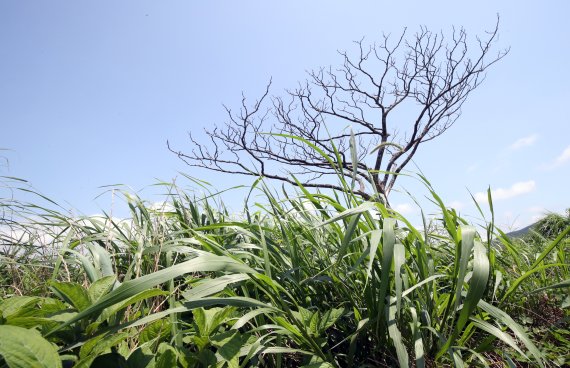 27일 잡초가 무성한 제주시 한림읍 성이시돌목장에 '나홀로 나무'가 말라 죽어가고 있다. 2022.7.27/뉴스1 © News1