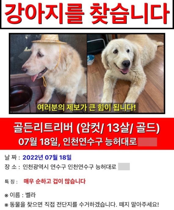 견주 B씨가 벨라를 찾기 위해 만들어 붙였던 전단. © 뉴스1 /사진=뉴스1