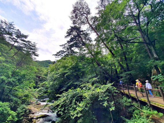 황장목숲길. 구룡계곡 옆 탐방로에 황장목-금강소나무가 늘씬하게 휘어져 자란다 ⓒ 뉴스1