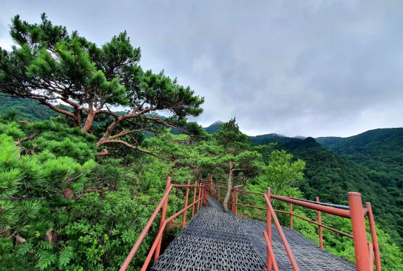 사다리병창 중간의 말등바위 전망대. 운치 있는 소나무 사이로 뾰족한 비로봉이 보인다 ⓒ 뉴스1