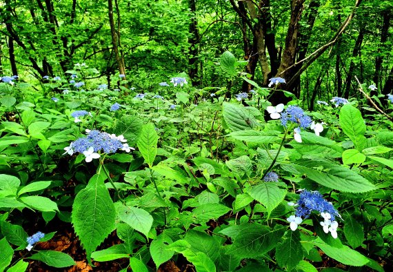 산수국(山水菊). 흰색 큰꽃이 곤충을 유인하고, 가운데 푸르스름한 작은꽃들이 열매를 맺는다 ⓒ 뉴스1