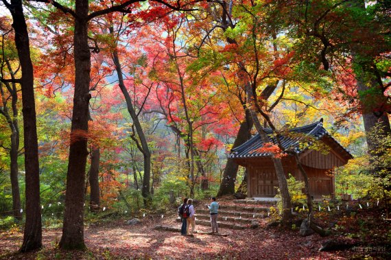 치악산 성황림의 가을. 사진 박윤준, 국립공원공단 ⓒ 뉴스1